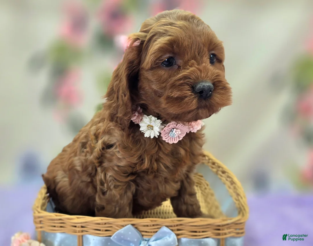 Cockapoo dogs for sale: Glaze - Ad 1