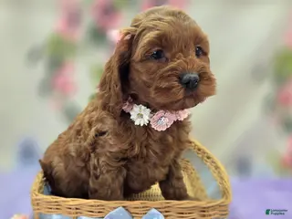 Cockapoo dogs Glaze - Ad 19