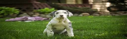 Great Dane dogs for sale: Skye - Ad 4