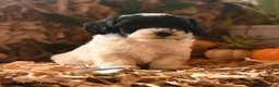 Havapoo dogs for sale: Biscuit - Ad 1
