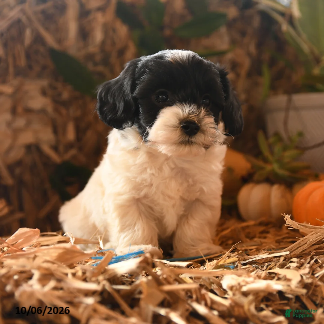 Havapoo dogs for sale: Biscuit - Ad 1