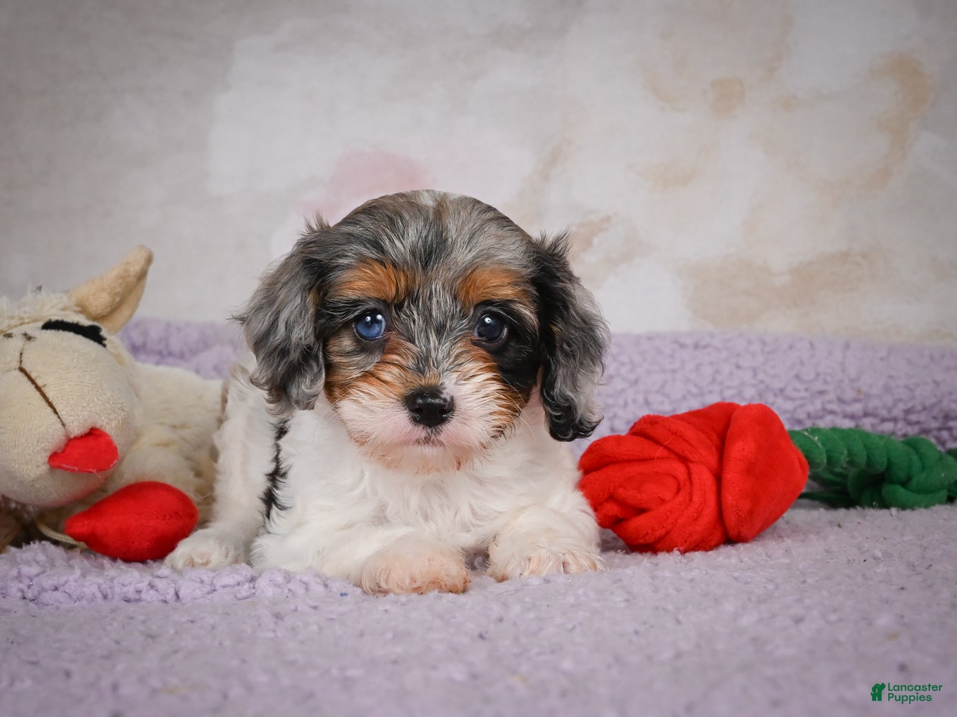Cavapoo dogs Molly - Ad 2