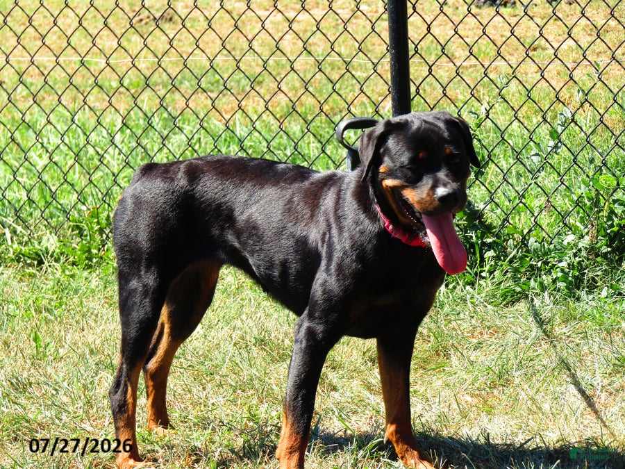 Rottweiler dogs Marci - Ad 1