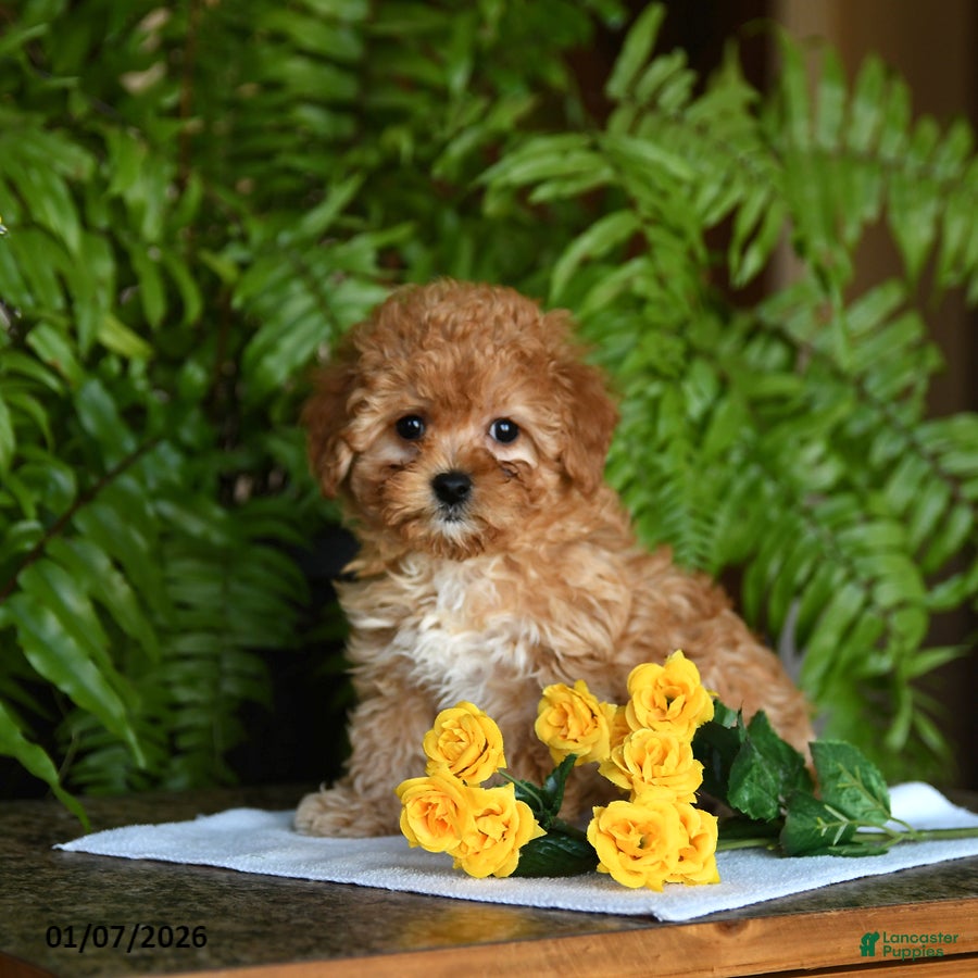 Mixed Breed dogs Cutie - Ad 10