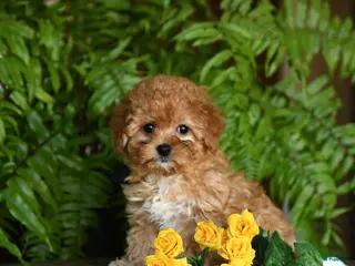 Mixed Breed dogs Cutie - Ad 33