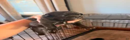 Mixed Breed dogs for sale: Chug 3 - Ad 3