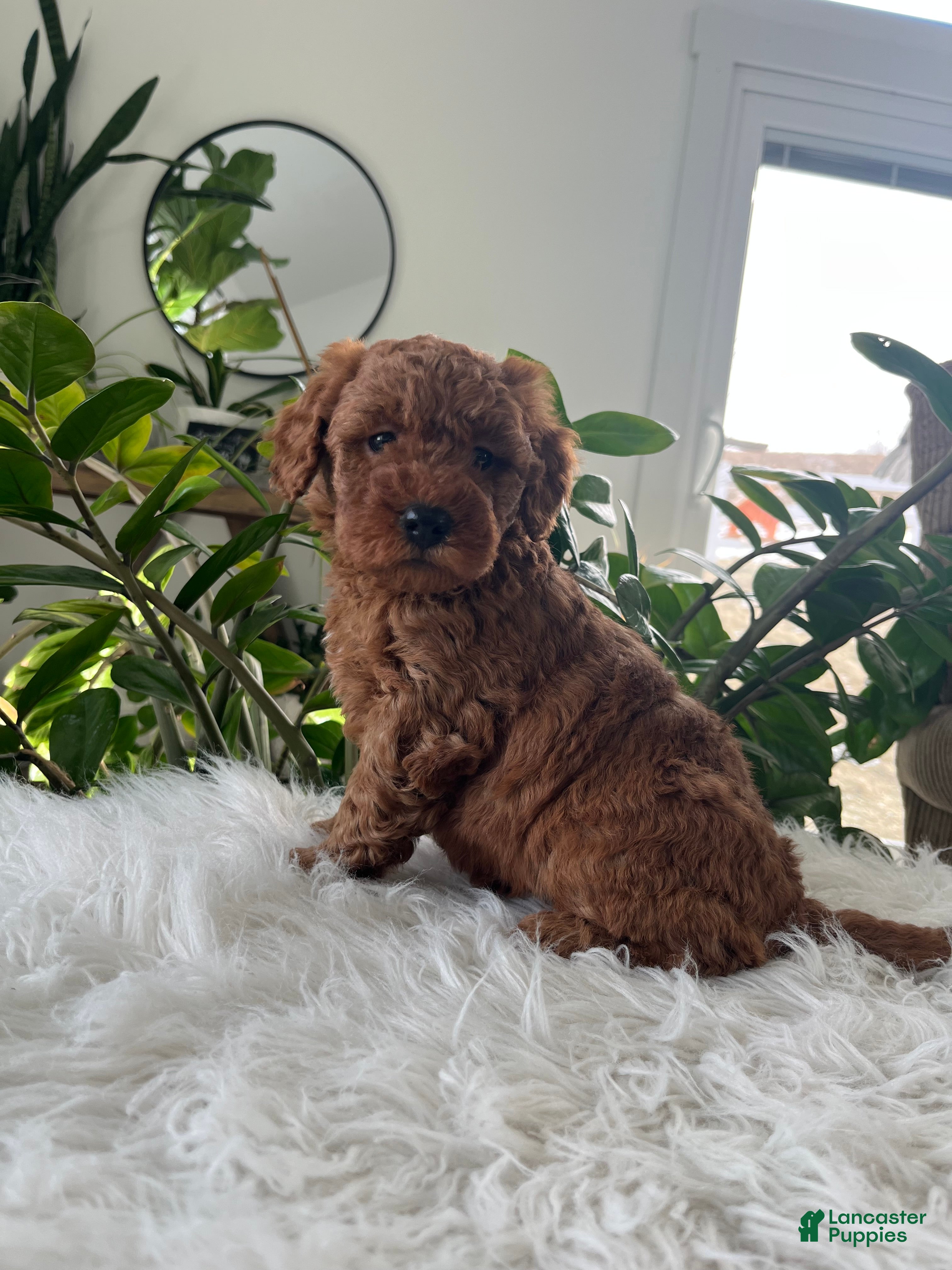 Mini Goldendoodle dogs Evelyn  - Ad 2