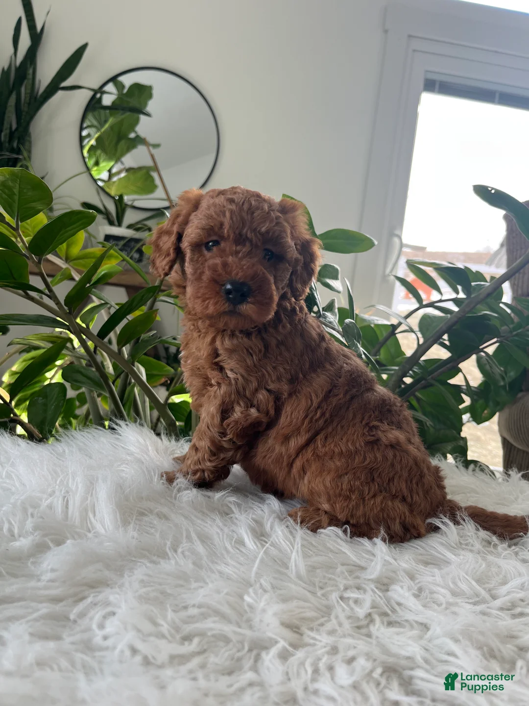 Mini Goldendoodle dogs for sale: Evelyn  - Ad 2
