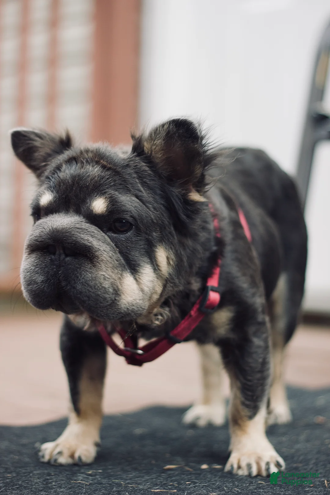 French Bulldog dogs for sale: Milo - Ad 6