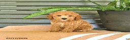 Miniature Poodle dogs for sale: Cornelius - Ad 4