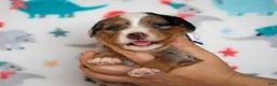Mini Bernedoodle dogs for sale: Zyler - Ad 3