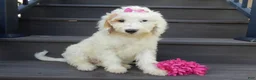Mini Goldendoodle dogs for sale: Daisy (medium) - Ad 3