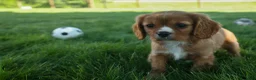Cavalier King Charles Spaniel dogs for sale: Fletcher 🐶💙 - Ad 18