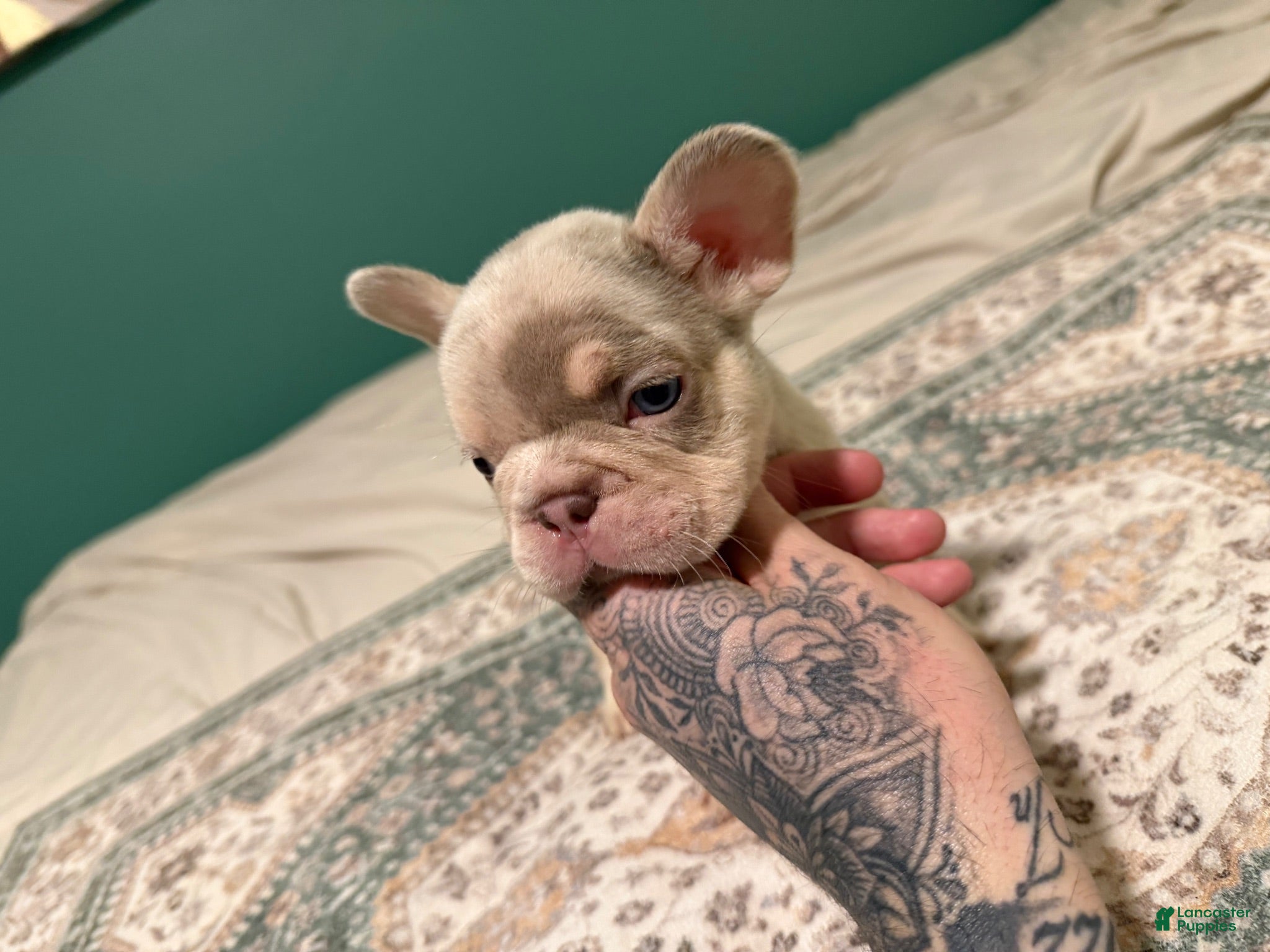 French Bulldog dogs French Bulldog 5 - Ad 1