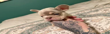 French Bulldog 5