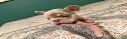 French Bulldog dogs for sale: French Bulldog 5 - Ad 1