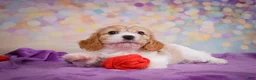 Cavapoo dogs for sale: Ruby - Ad 7