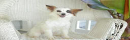 Papillon dogs for sale: Turbo - Ad 7