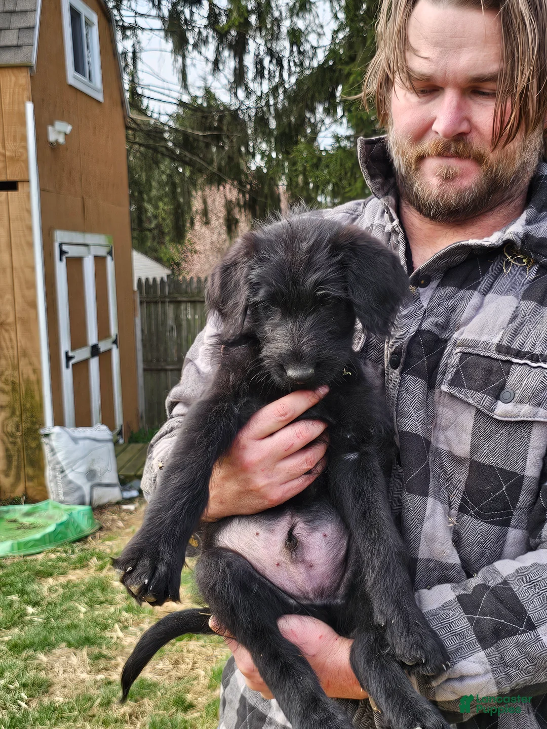 Mixed Breed dogs for sale: Yoshi - Ad 2