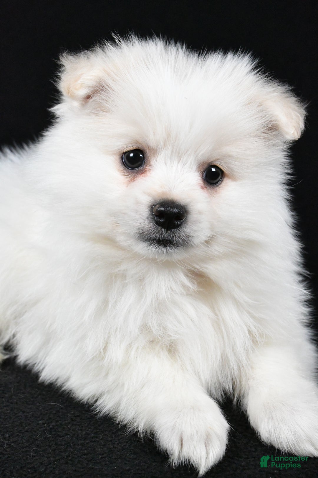 Pomeranian dogs for sale: Teddy - Ad 3