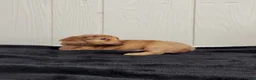 Dachshund dogs for sale: River - Ad 6