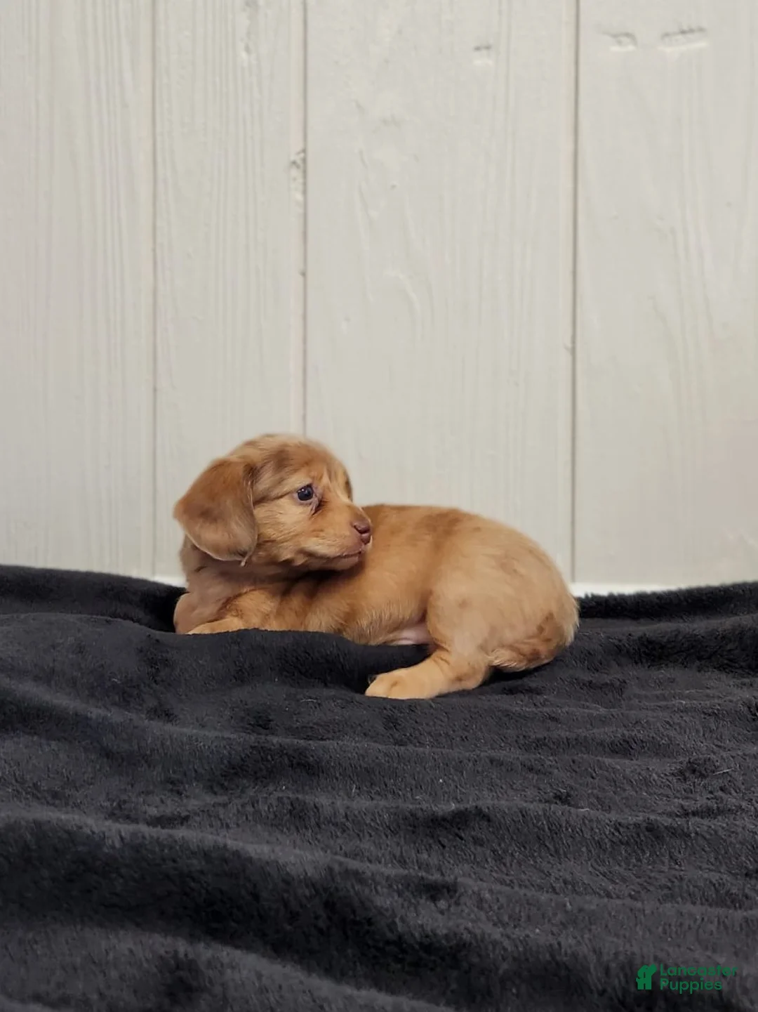 Dachshund dogs for sale: River - Ad 6