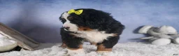 Bernese Mountain Dog dogs for sale: HEIDI - Ad 13