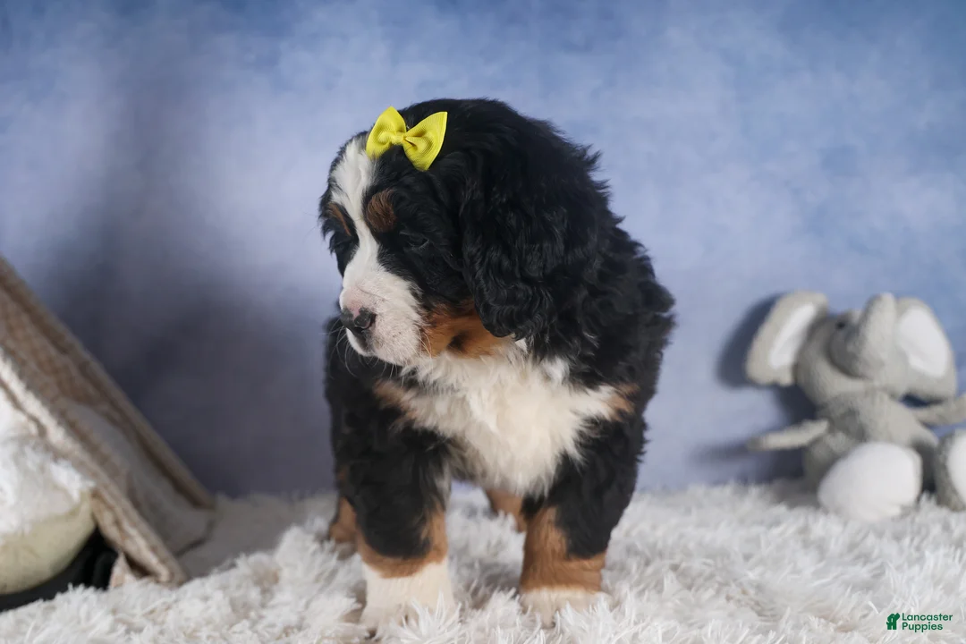 Bernese Mountain Dog dogs for sale: HEIDI - Ad 13