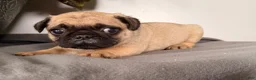 Pug dogs for sale: Pippy - Ad 4