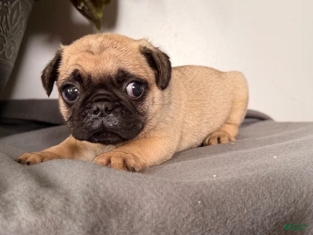 Pug dogs for sale: Pippy - Ad 4