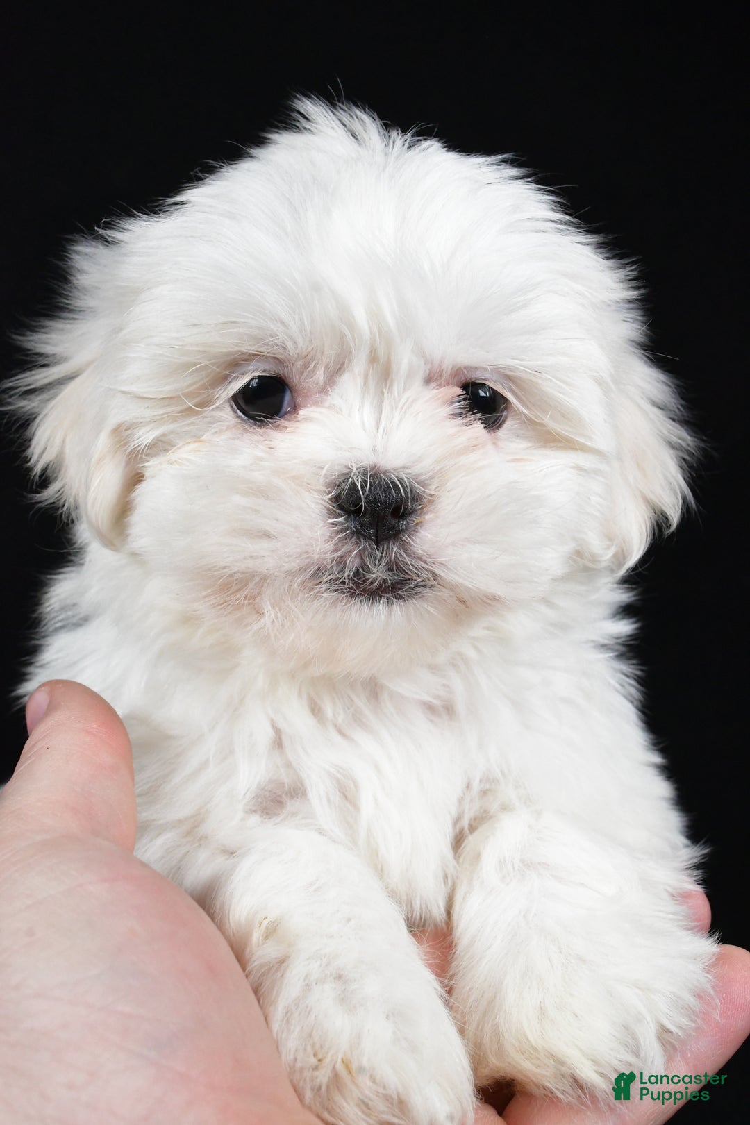 Malshi dogs for sale: Krissey - Ad 6