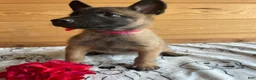 Belgian Malinois dogs for sale: Nova - Ad 3