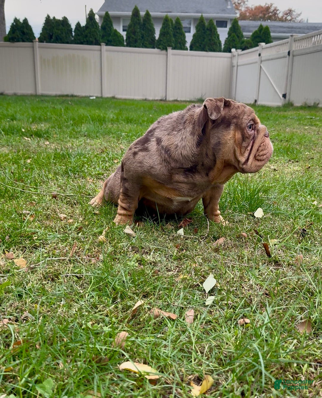 English Bulldog dogs for sale: Petty - Ad 2