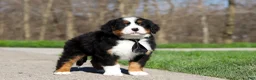 Bernese Mountain Dog dogs for sale: Zeke - Ad 8