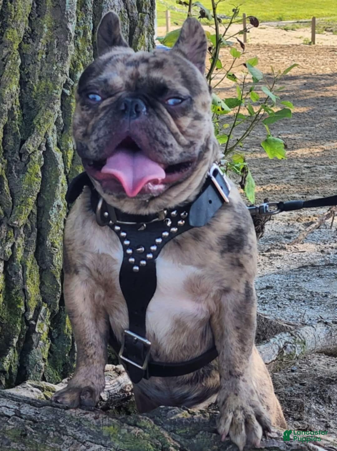 French Bulldog dogs for sale: Riot - Ad 1