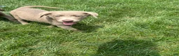 Labrador Retriever dogs for sale: Sadie - Ad 1