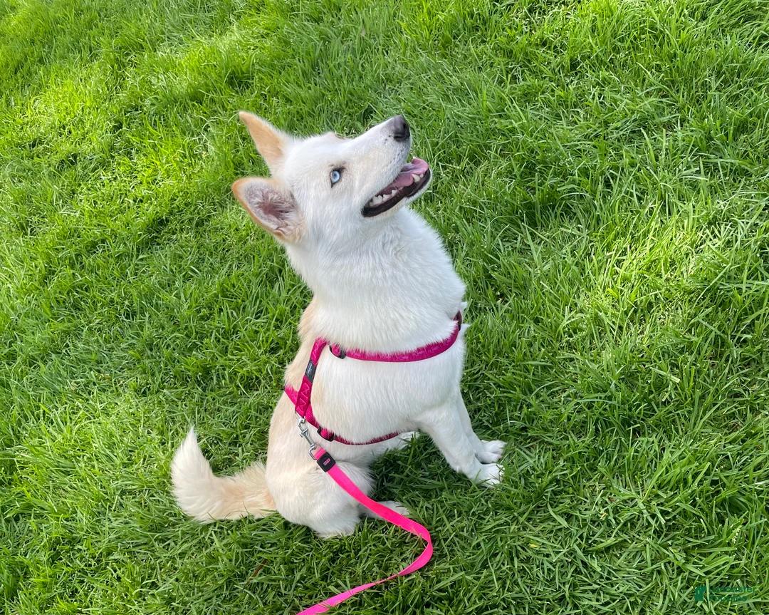 Mixed Breed dogs for sale: Mixed Breed Puppy 5 - Ad 4