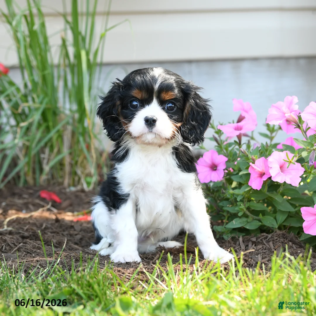 Cavalier King Charles Spaniel dogs for sale: Bingley - Ad 1