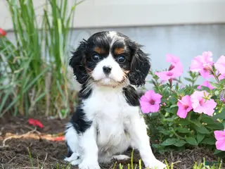 Cavalier King Charles Spaniel dogs for sale: Bingley - Ad 1
