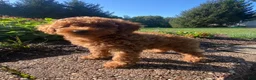 Miniature Poodle dogs for sale: Ruby - Ad 7