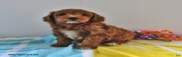 Mini Goldendoodle dogs for sale: River - Ad 1