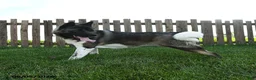 Akita dogs for sale: Bella   - Ad 3
