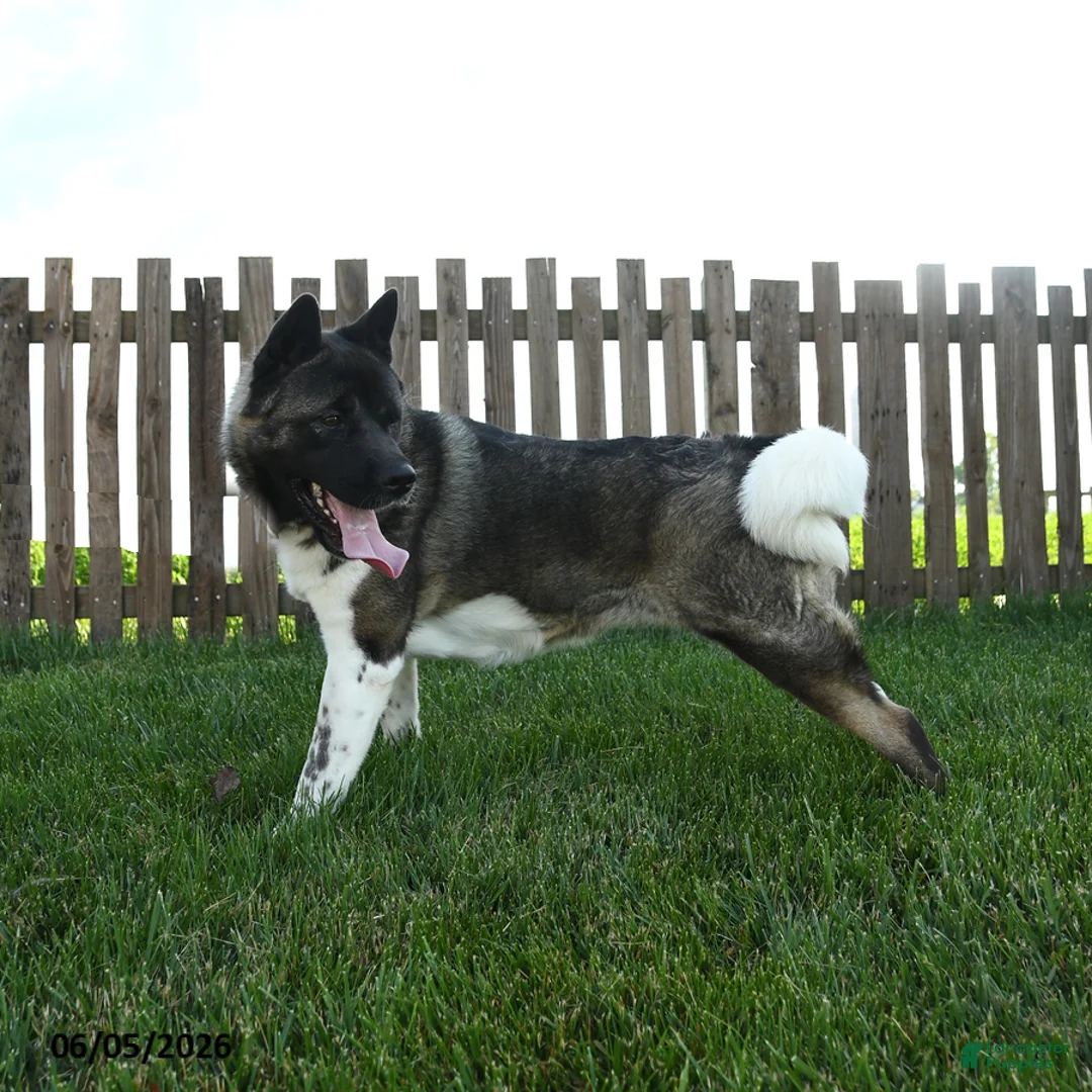 Akita dogs for sale: Bella   - Ad 3