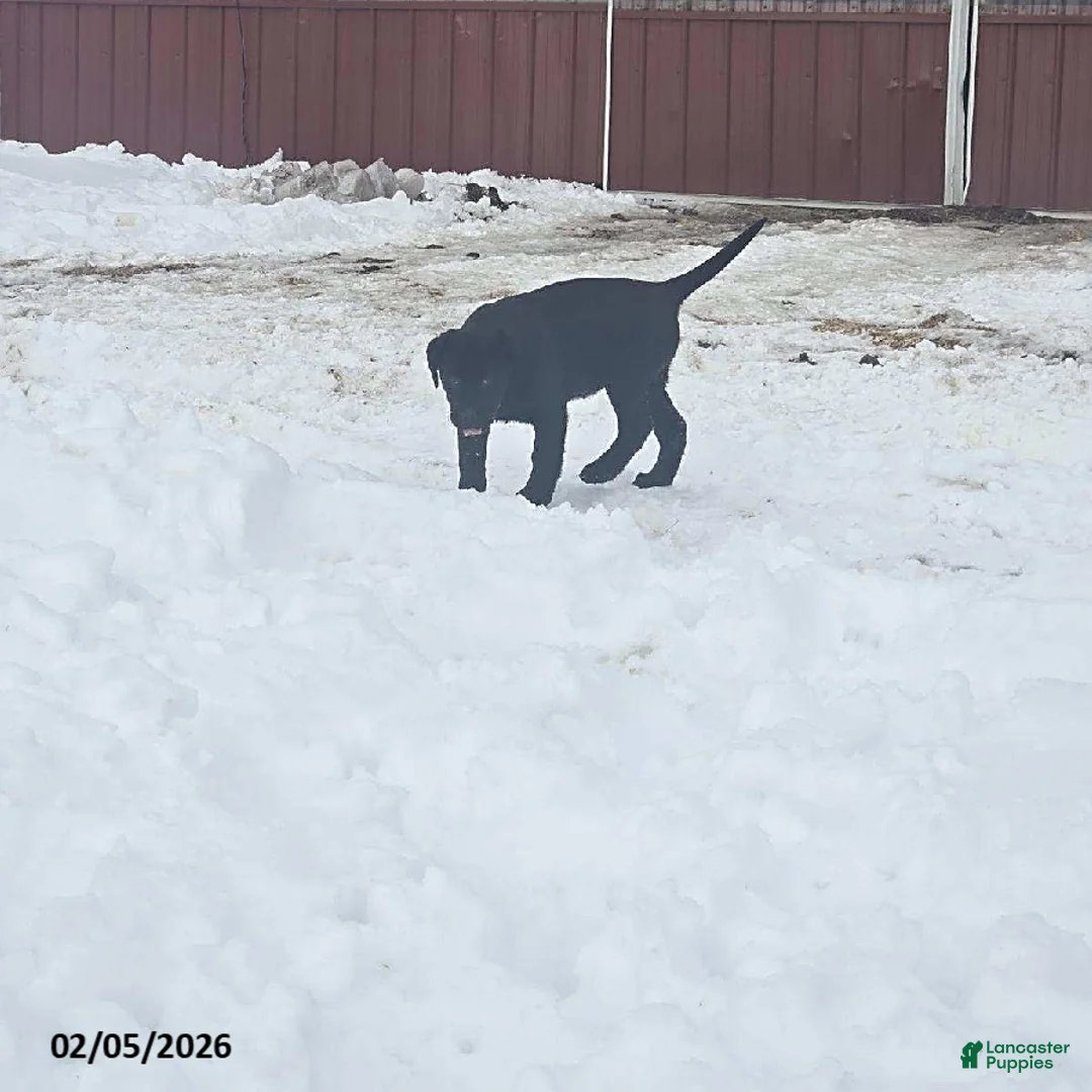 Labrador Retriever dogs for sale: Skye - Ad 3