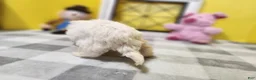 Teddy Bear dogs for sale: Clover - Ad 8