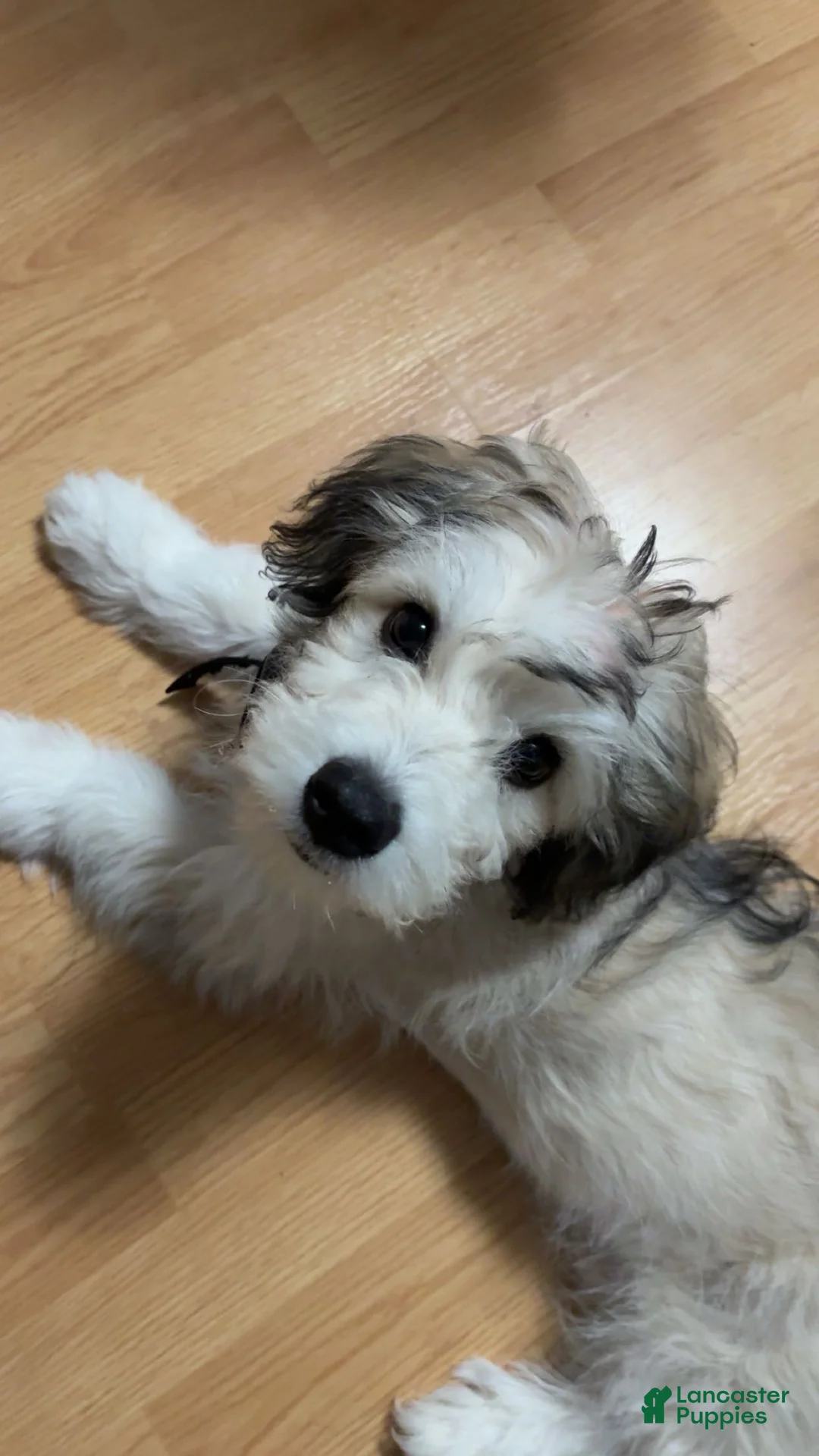 Mixed Breed dogs for sale: Mixed Breed Puppy 1 - Ad 1