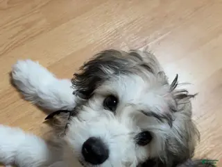 Mixed Breed dogs Mixed Breed Puppy 1 - Ad 21