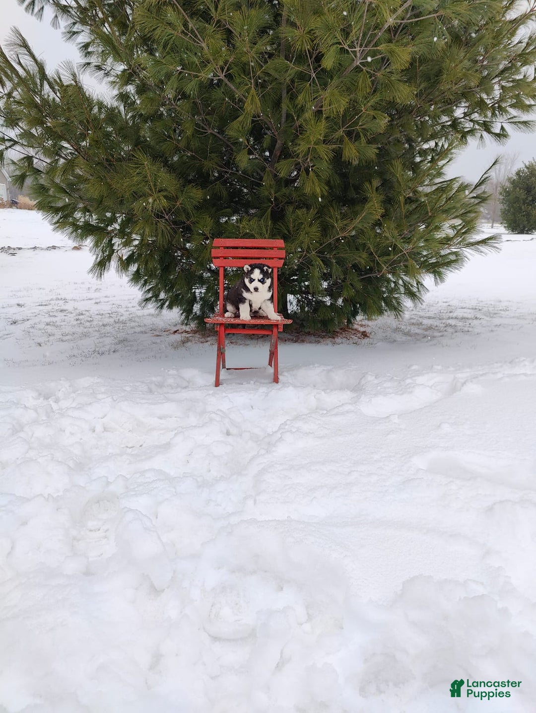 Siberian Husky dogs for sale: Lucy - Ad 10