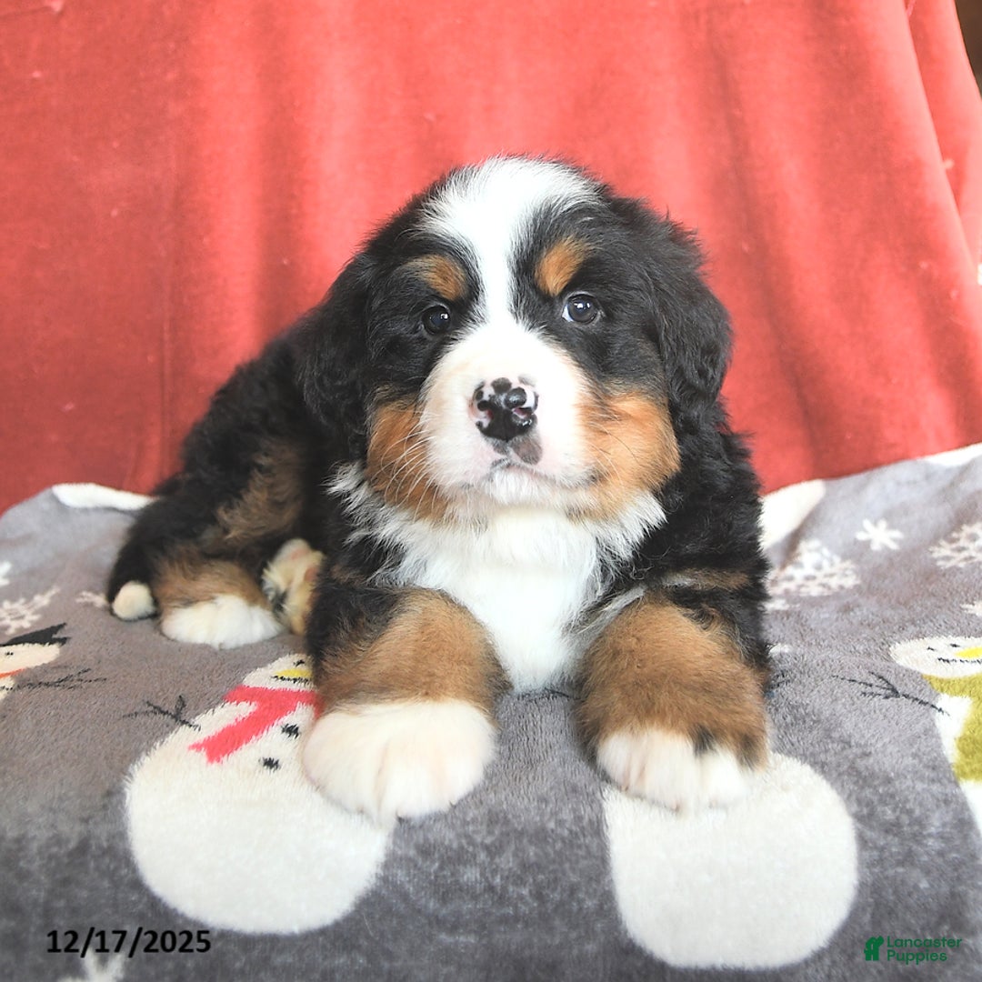 Bernese Mountain Dog dogs for sale: Rascal - Ad 3