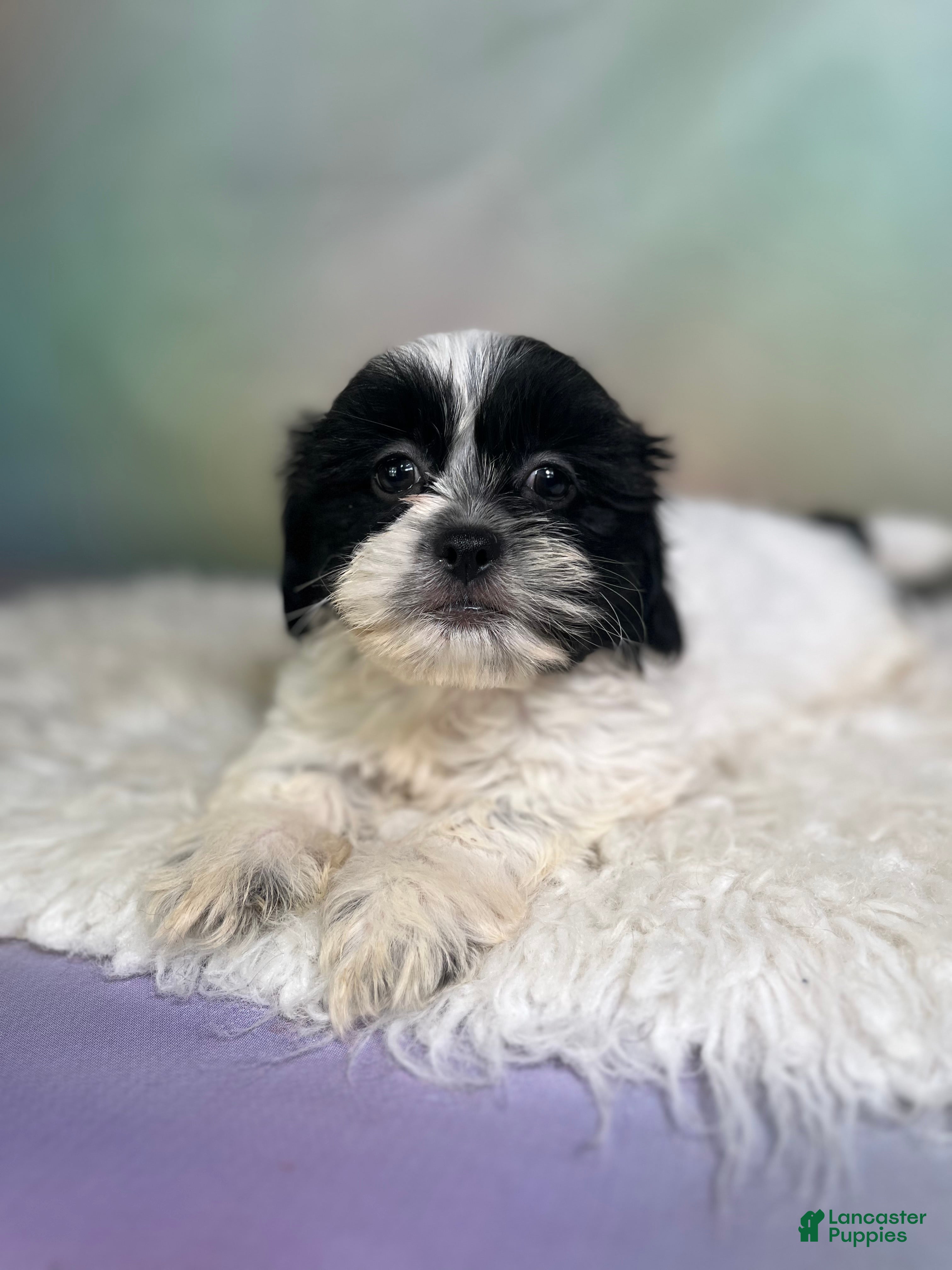 Teddy Bear dogs Oreo - Ad 2